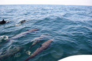 Dolphins on a bay tour in Huatulco Mexico